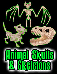 Animal Skulls and Skeleton Props