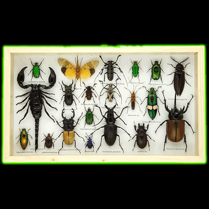 LARGE FRAMED INSECT ASSORTMENT