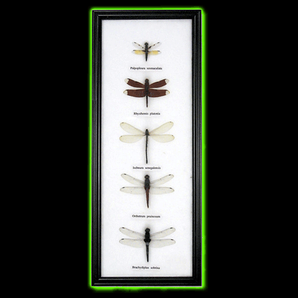 FRAMED DRAGONFLY SPECIMENS