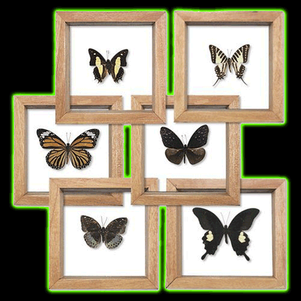 SINGLE BUTTERFLY IN DOUBLE GLASS FRAME