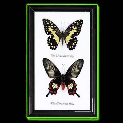 TWO FRAMED BUTTERFLY SPECIMENS