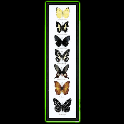 SEVEN FRAMED BUTTERFLY SPECIMENS