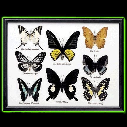 EIGHT FRAMED BUTTERFLY SPECIMENS