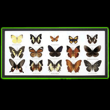 FIFTEEN FRAMED BUTTERFLY SPECIMENS