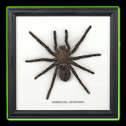 SINGLE LARGE FRAMED SPIDER