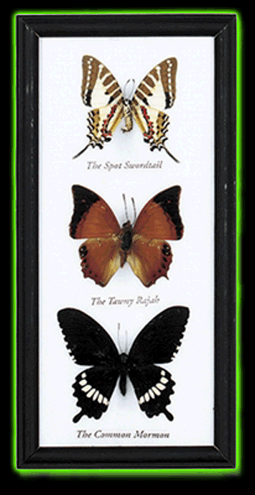 3 Framed Butterfly Specimens