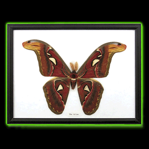 SINGLE GREAT ATLAS MOTH SPECIMEN FRAMED