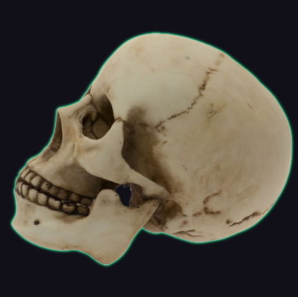 Homosapien Skull Figurine