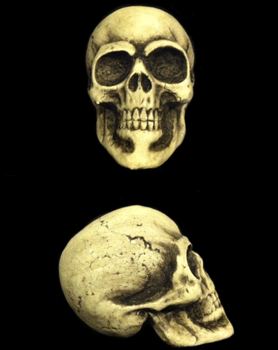 Medium Foam Skull