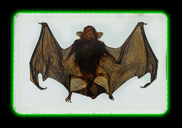 Small Bat Specimen Lucite Paperweight