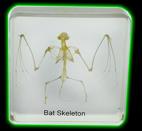 Bat Skeleton Specimen Lucite Paperweight