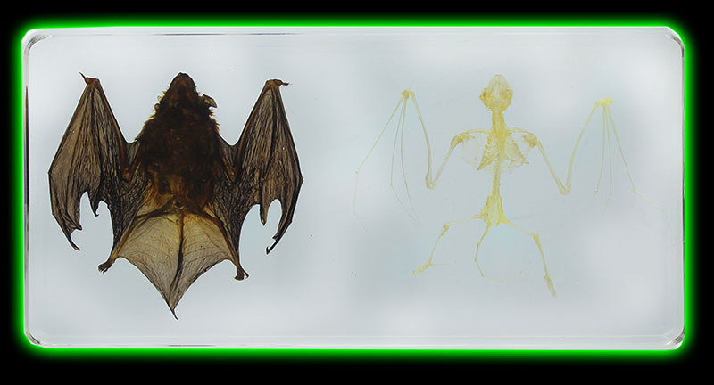 Bat and Bat Skeleton Specimen Lucite Paperweight