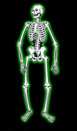 Jointed Skeleton- 4'7