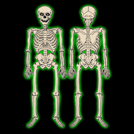 Vintage Halloween Jointed Skeleton