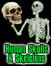 Human Skulls and Skeleton Props