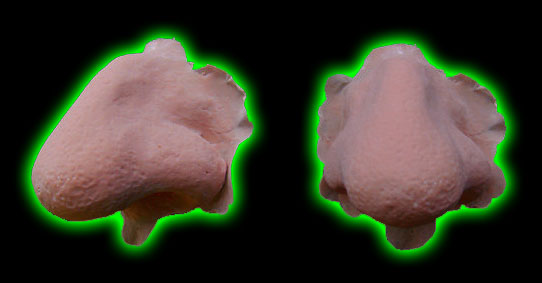 Hook Nose Latex Prosthetic