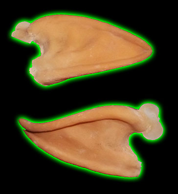 Imp Ear Latex Prosthetic