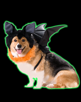 Bat Dog Costume