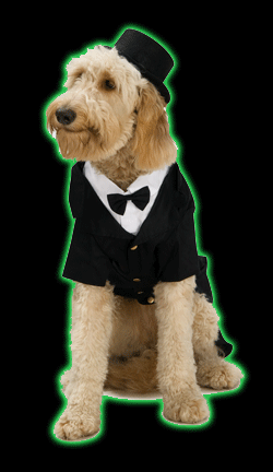 Dapper Dog, Dog Costume