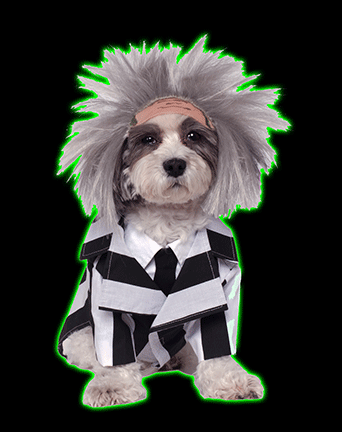 BeetleJuice Pet Costume