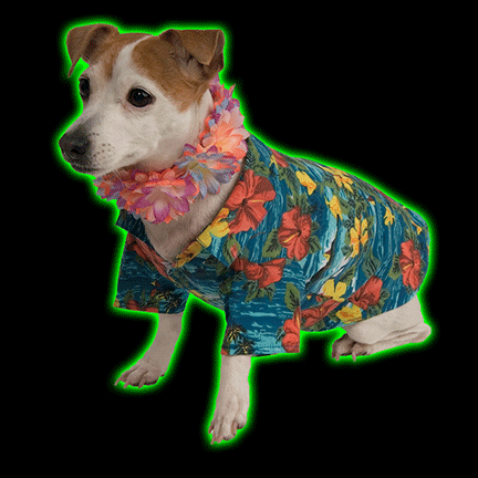 Luau Pet Costume