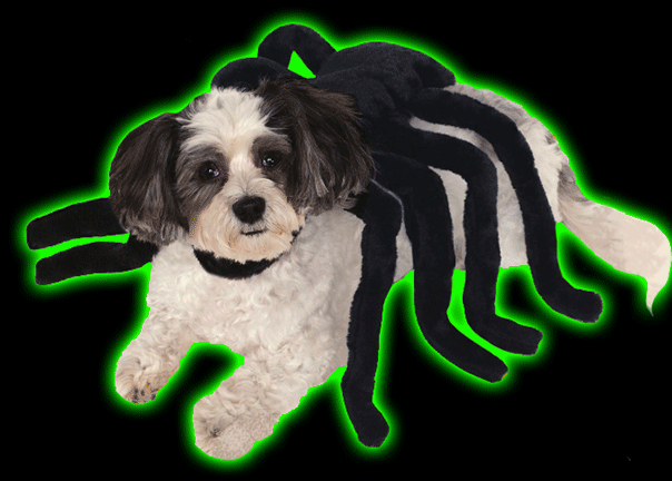 Spider Pet Costume