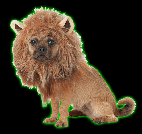 King of the Jungle Dog Costume