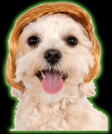 Pawlitical Billionaire Wig Pet Costume