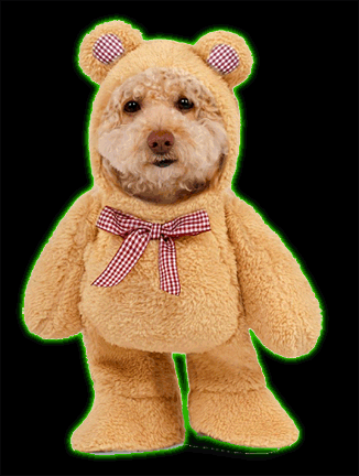 Walking Teddy Bear Pet Costume