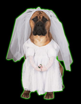 Walking Bride Pet Costume