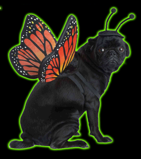 Monarch Butterfly Pet Costume