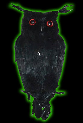 Black Owl Prop