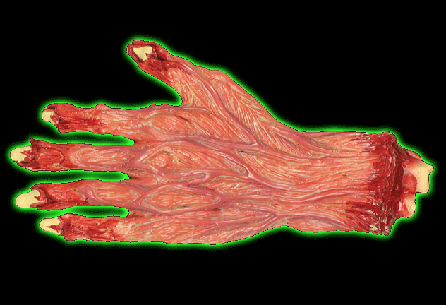 Skinned Hand Prop