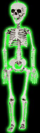 30 Inch Plastic Skeleton