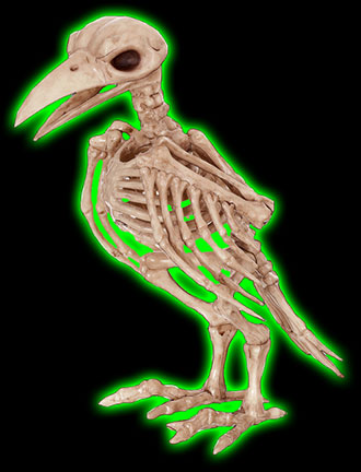 Skeleton Raven Decoration