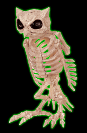 Skeleton Owl