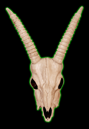 Gazelle Skull Bone