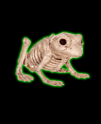 Skeleton Frog