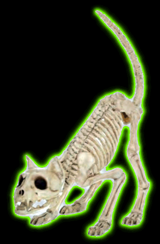 Little Kitty Bones Skeleton Prop