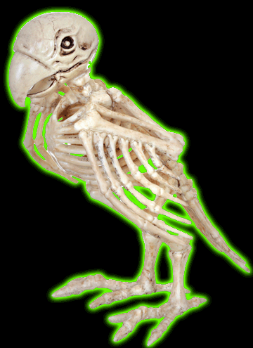 Skeleton Parrot Prop