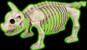 Pig Skeleton