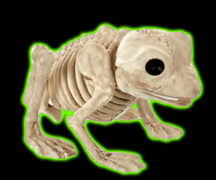 FROG BONEZ