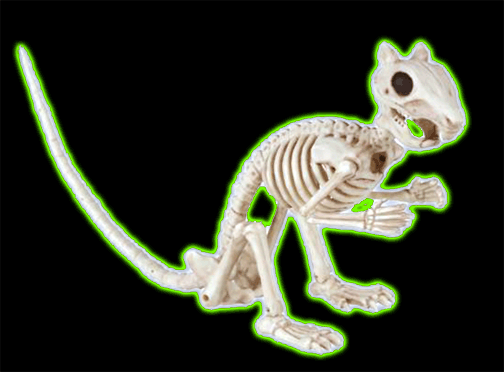 SKELETON SQUIRREL