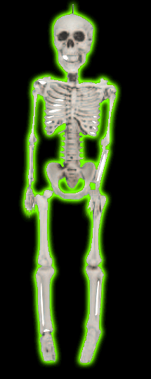 Realistic Plastic Skeleton - 12