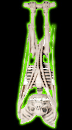 Skeleton Bat - Upside Down